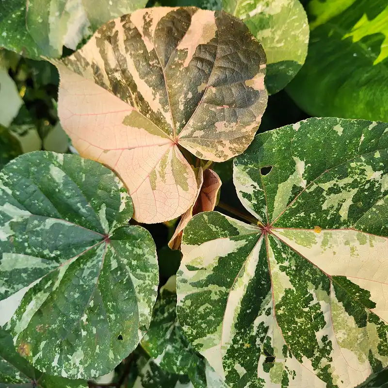 corak daun pohon waru varigata dengan bercak warna pink, putih, dan hijau