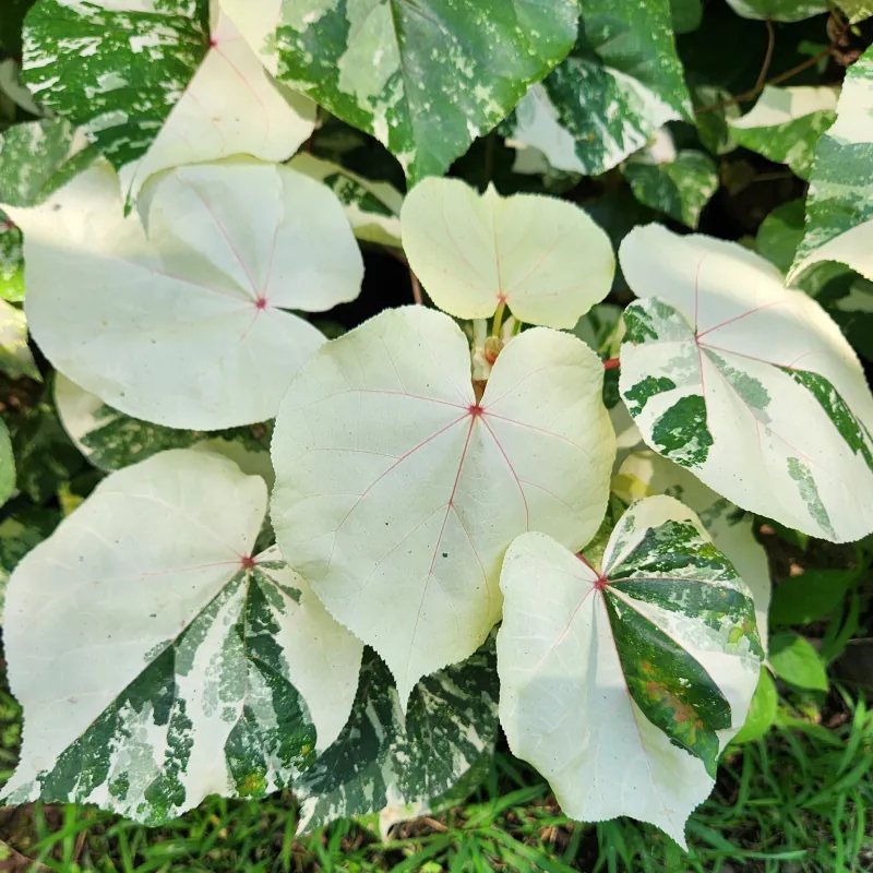 daun muda pohon waru varigata yang dominan warna putih dan hijau