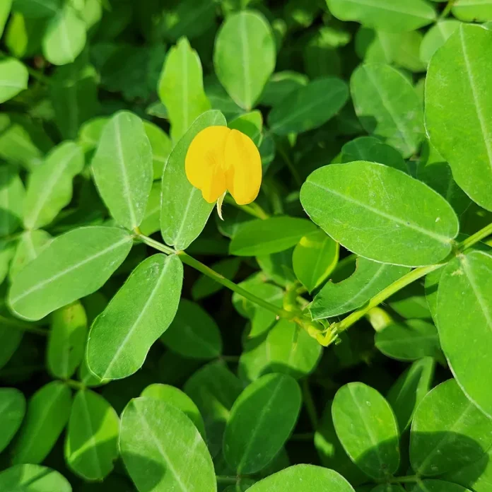 petani bunga kediri jual tanaman hias kacang kacangan atau arachis pintoi