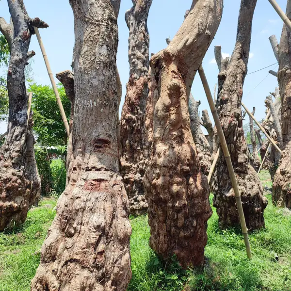 batang benjol pohon balibong di kebun petani bunga kediri
