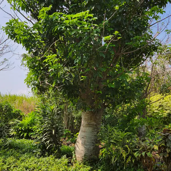 jual pohon kaki gajah dari kebun petani bunga kediri