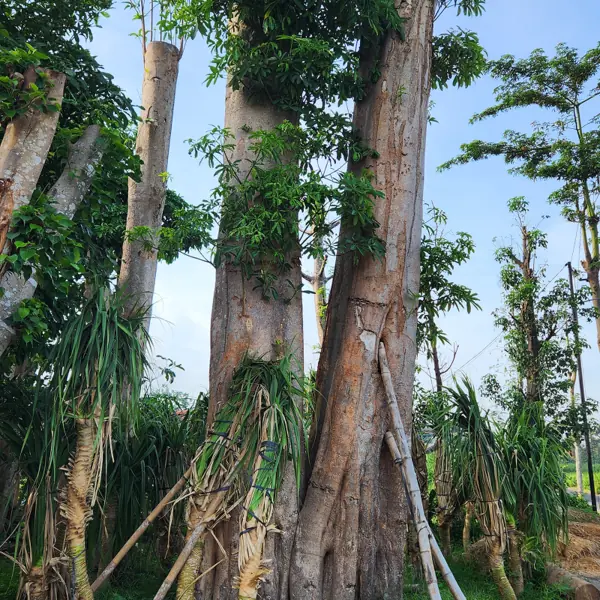 batang kokoh pohon bodhi di kebun petani bunga kediri