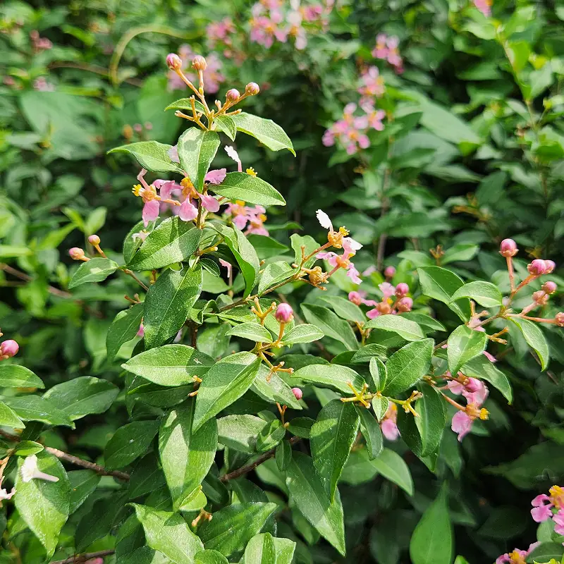 petani bunga jual sakura bungur ukuran 200 cm