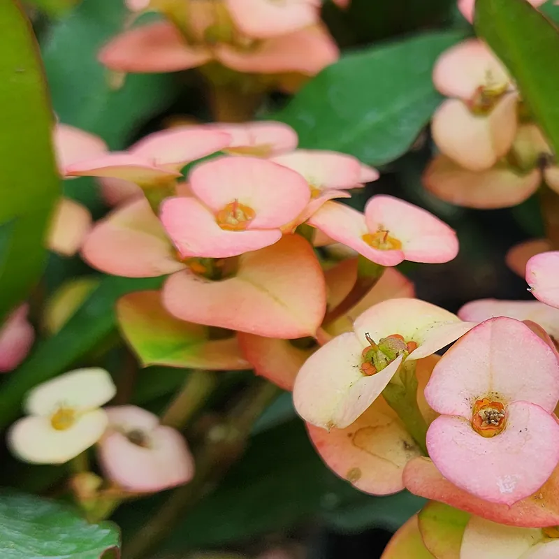 lii bunga pink dengan batang berduri