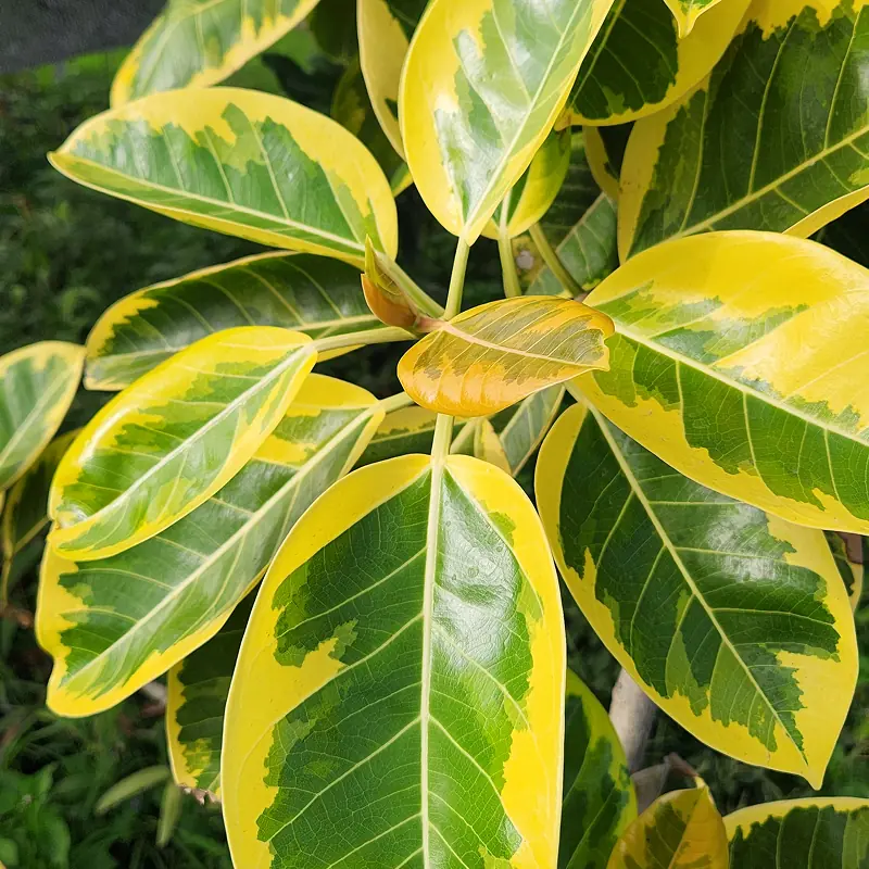 ficus altissima yellow gem karet kebo varigata kuning