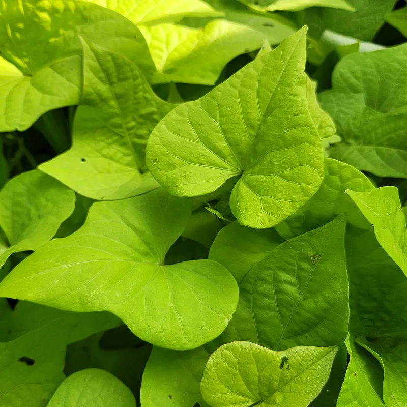 petani bunga kediri jual tanaman hias ubi hias daun warna hijau tosca lembut