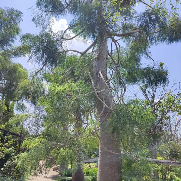 pohon kelor afrika di kebun petani bunga kediri