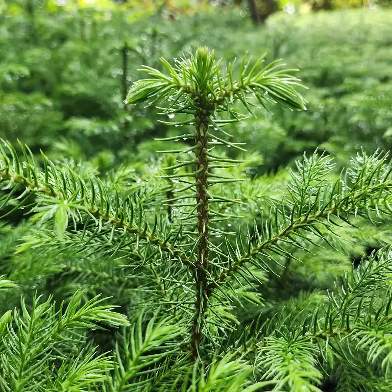 pohon cemara norfolk hasil panen petani bunga kediri