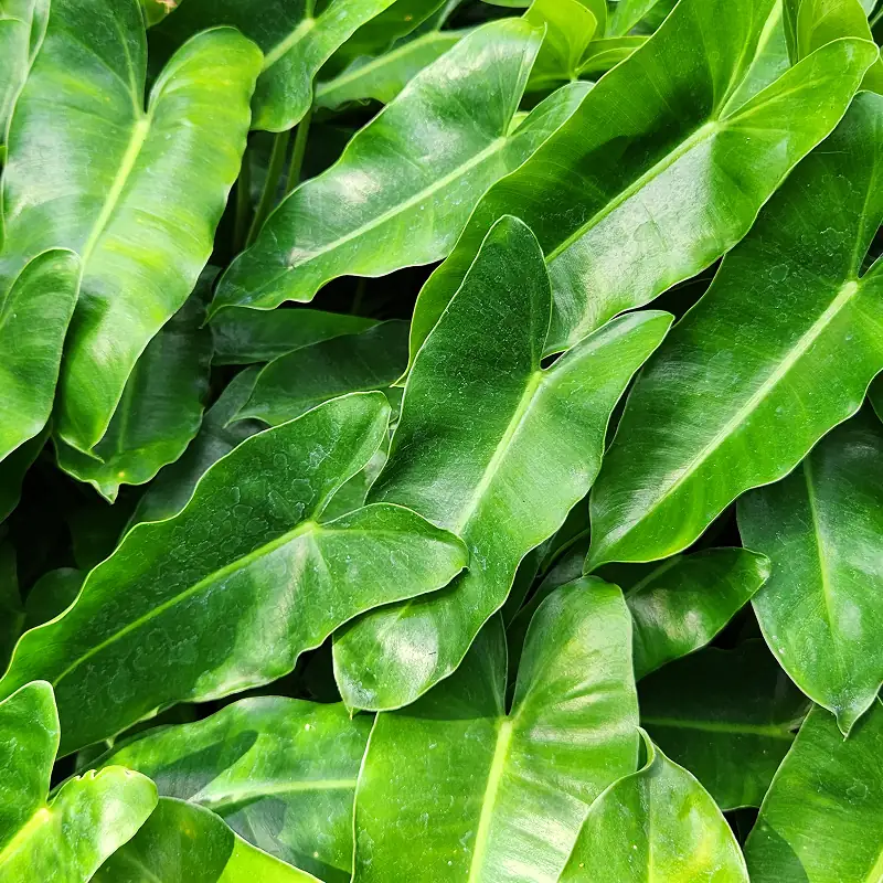petani bunga kediri jual tanaman hias philodendron burlemarx
