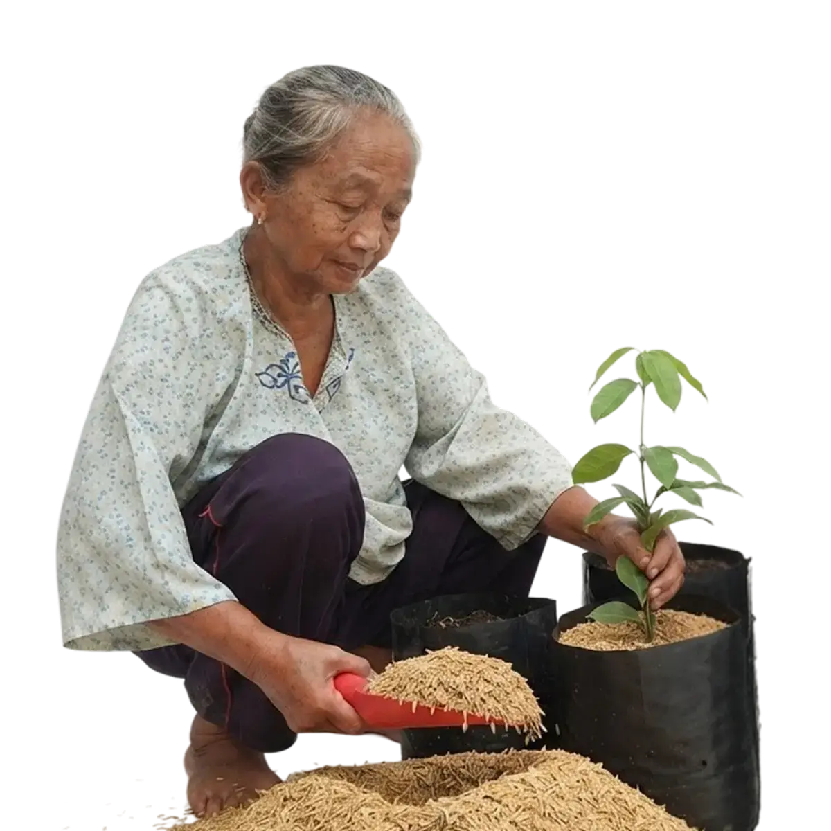 petani_bunga_kediri_produk_petani_bunga_kediri_1 petani bunga kediri memproduksi tanaman hias