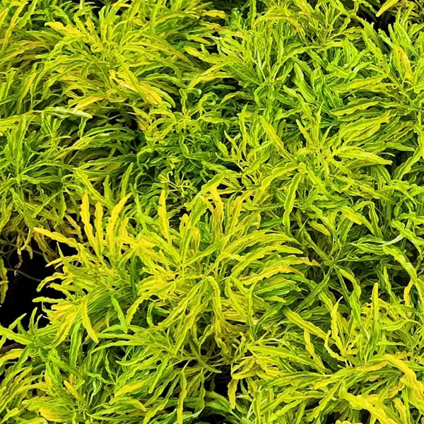 petani bunga kediri jual tanaman hias brokoli kuning