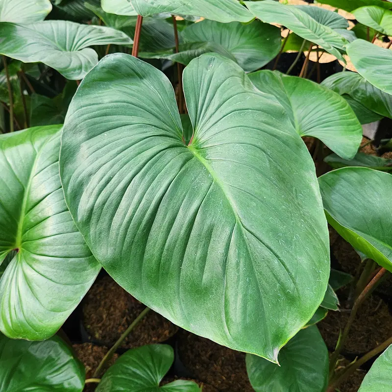 Detail daun hamalomena