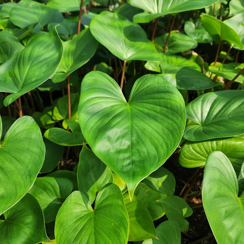 Hamalomena Rubescens daun hati merah-hijau