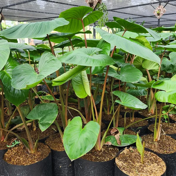 Kelompok hamalomena sebagai groundcover taman teduh