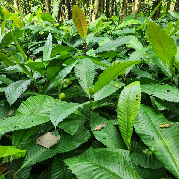 stok pohon sempur di kebun petani bunga kediri