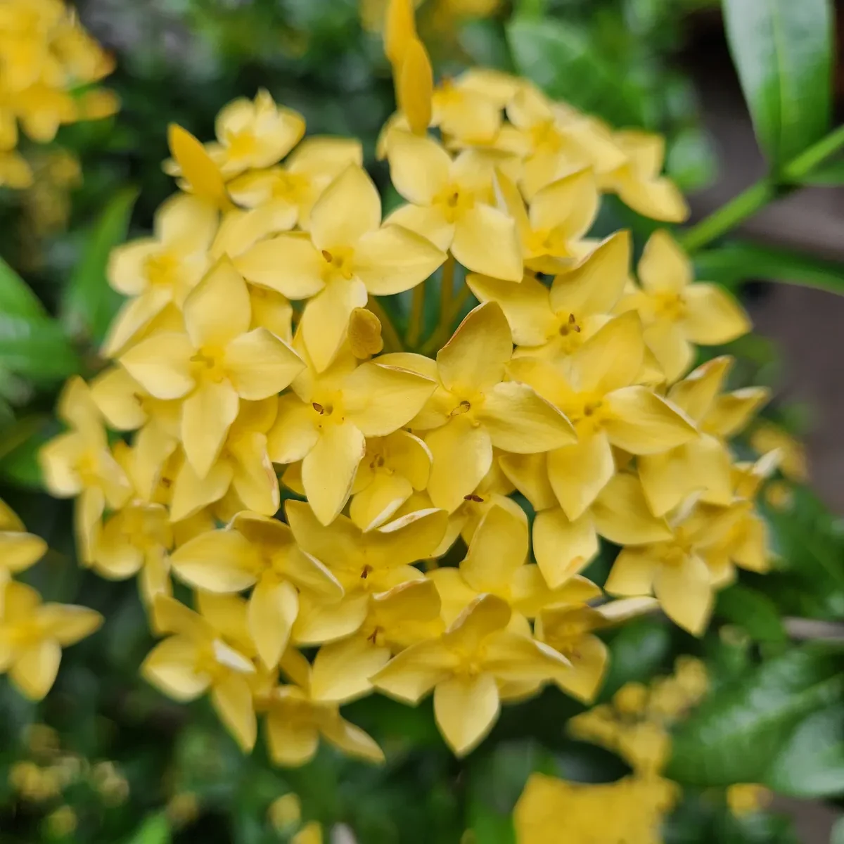 bunga asoka warna kuning tersedia di kebun petani bunga kediri