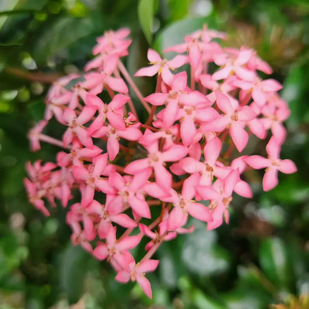 bunga asoka warna pink tersedia di kebun petani bunga kediri