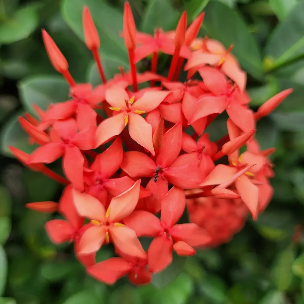 bunga asoka warna merah tersedia di kebun petani bunga kediri