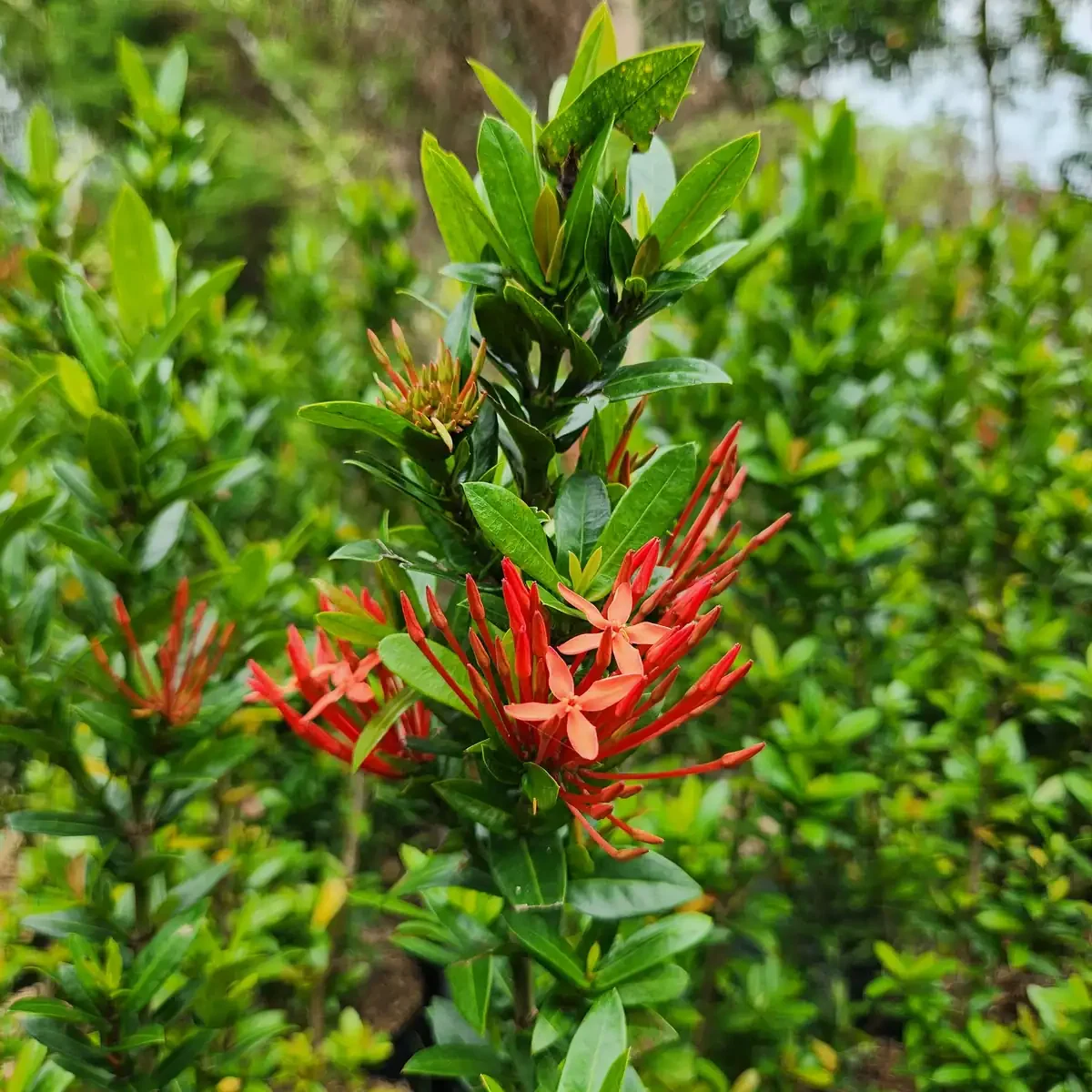 bunga asoka warna merah di kebun petani bunga kediri