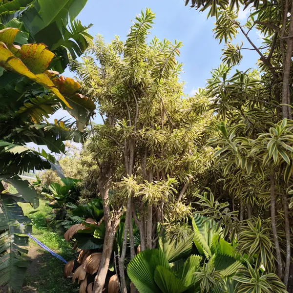 petani bunga kediri jual tanaman hias song of india ukuran 300 cm