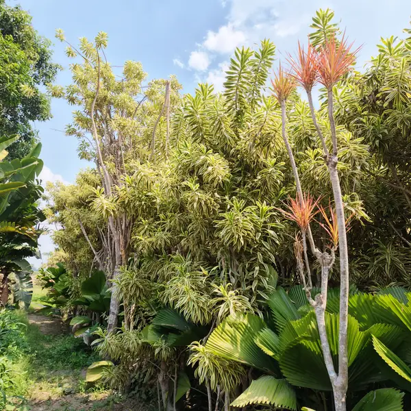 tanaman hias song of india ukuran 300 cm di kebun petani bunga kediri