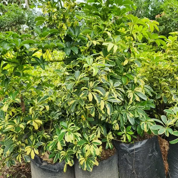 petani bunga kediri jual walisongo varigata ukuran 100 cm