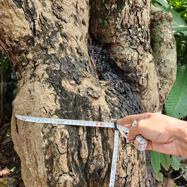 pohon balibong ukuran lingkar batang 200 cm di kebun petani bunga kediri