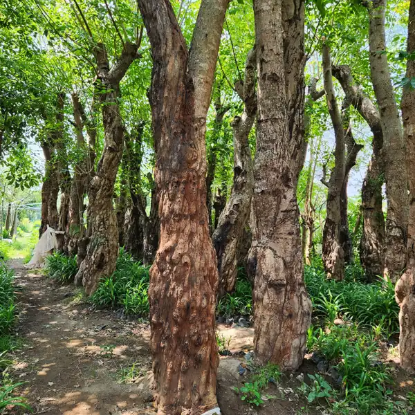 petani bunga kediri jual pohon balibong untuk pohon peneduh