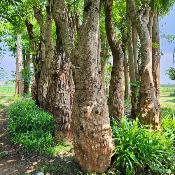 stok pohon balibong berukuran besar di kebun petani bunga kediri