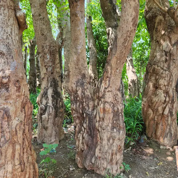 petani bunga kediri jual pohon balibong