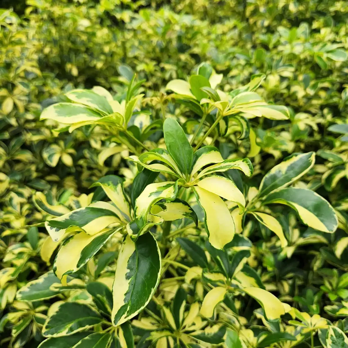 petani bunga kediri jual tanaman hias walisongo varigata